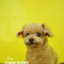 코코목욕 이미지