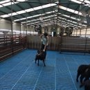 순창금산흑염소농장 이미지