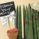 이자카야화분 이미지