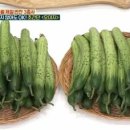 오이지 카카오 검색결과