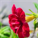 햇살다육꽃사랑 이미지