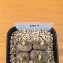 261번 마교 이미지