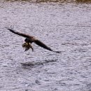 오리사냥 이미지