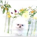 유어펫 강아지분양 고양이분양 본점 이미지