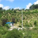 소나무 전경 이미지