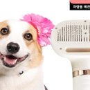 펫살롱 댕댕 이미지