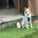 도그랑 나랑 이미지