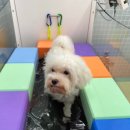 마마스미독펜트하우스 광주애견유치원&애견호텔 본점 이미지