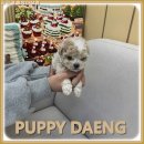 온양애견미용 | 아산말티푸 귀여운 아이를 만난 리얼 후기