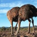 ● 심리학용어, 타조 증후군(Ostrich Syndrome · 駝鳥 症候群) = 타조 효과(Ostrich effect) 이미지