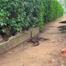 수달수영장 앞 이미지