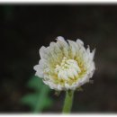 하얀민들레 이미지