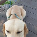 맛있개 냠냠 이미지