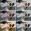 (주)덕해 | 니콘 Z6III 풀프레임 미러리스 동영상 카메라로 담은 초여름