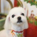 루피펫살롱 이미지