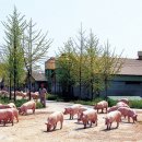 풍산농장 이미지