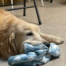 퍼피앤커피 이미지