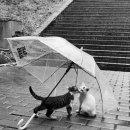 민화 속 반려동물 이미지