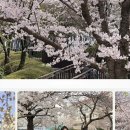 삼익비치A 상가시장 | 부산 벚꽃 명소 실시간 현황 광안리 삼익비치 만개 후기