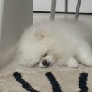 양천구 사회적경제지원센터 | 서울시 양천구 반려동물 의료비 지원 신청방법