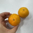 산호한의원 | 11월 넷째주 일상 바쁜 벌꿀은 슬퍼할 시간도 없다