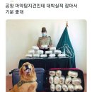 실적 대박난 공항 마약탐지견 이미지