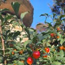 카페인 포레스트 본점 이미지