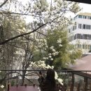 (주)모모스 | 온천장 모모스커피 본점 주말 웨이팅 후기 | 목련 개화