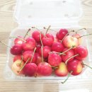 라핀스체리농장 이미지