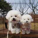 울림 반려견 교육센터 이미지