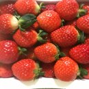 오부자청과 이미지