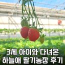한씨농장 | 3세 아이랑 다녀온 딸기 체험농장 후기 | 하늘애딸기농장(잘익은 딸기 고르는법)