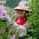 무궁화 | 무궁핏(무궁화 다이어트) 1개월 후기