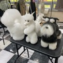 꿈의 애견미용 이미지