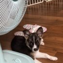 24시동탄윌동물의료센터 이미지