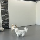 댕글랜드 네이버블로그