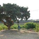 전남대학교 의학박물관 | 공재 윤두서 고택에서(2009.10.24)