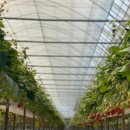 아침이슬농장 이미지