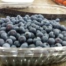 블루베리의 효능 이미지