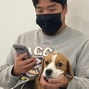 땅콩 애견유치원 이미지