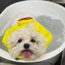 멍발소 하우스 이미지