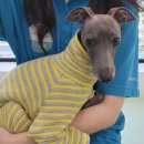 올바른 반려견 보호자 교육 | 왈스 애견유치원, 반려견교육 강북점ㅣ보호자님께서 적어주신 후기