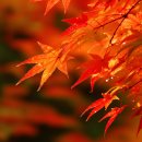 정읍시기-비상-007 | 내장산 단풍 여행 완벽 가이드: 주차, 입장료, 준비물 총정리!