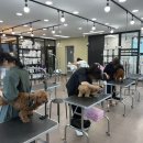 펫아카데미경남학원 네이버블로그