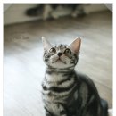 자루헤어 이미지