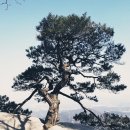 멍그루 이미지
