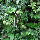 늘푸른 언덕위 집 이미지