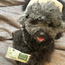 예지사료 이미지