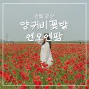 팜피크 | 군산 엔오엔팜 양귀비꽃 축제 카페 추천 주말 주차 후기