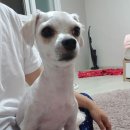 빙고네펫샵 이미지